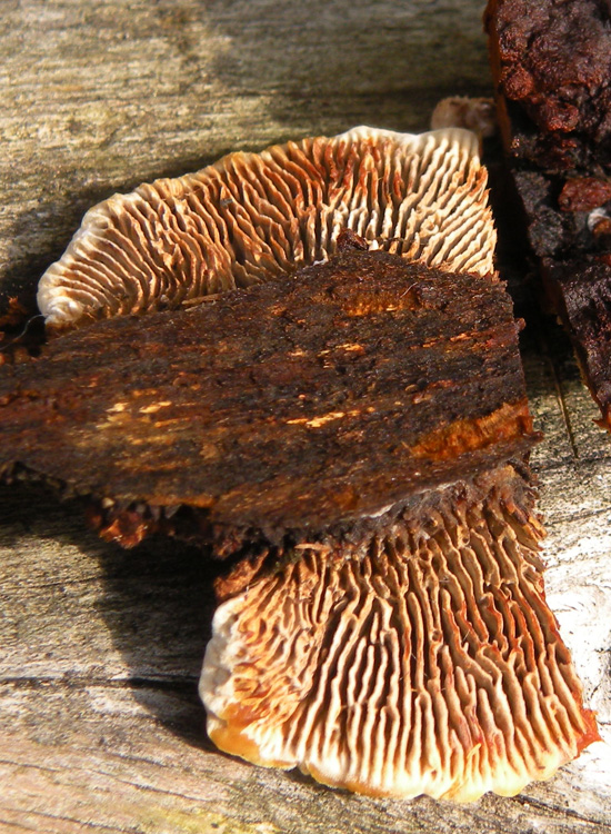 Dal Trentino: Gloeophyllum sp? (Gloeophyllum abietinum)